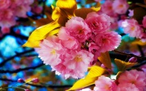 Beautiful_Spring_Flowers_freecomputerdesktopwallpaper_1680